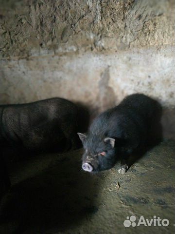 Вьетнамские вислобрюхие свинки купить на Зозу.ру - фотография № 2