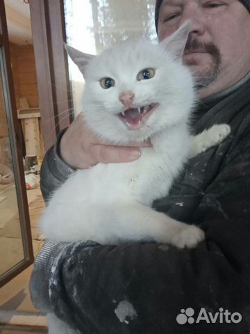Найден белый кот купить на Зозу.ру - фотография № 1