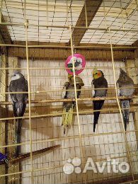 Попугаи карелла купить на Зозу.ру - фотография № 2