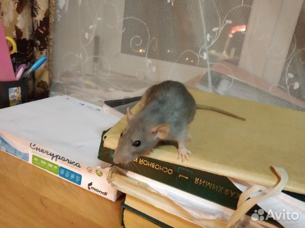Крысята ищут дом купить на Зозу.ру - фотография № 4