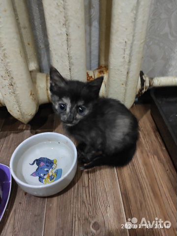 Четыре очаровательных котёнка купить на Зозу.ру - фотография № 5