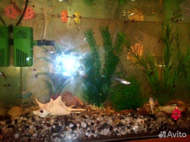 Продам аквариум 30 литров купить на Зозу.ру - фотография № 3