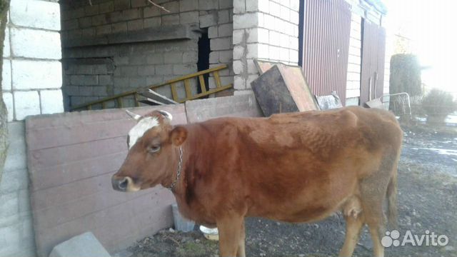Корова стельная купить на Зозу.ру - фотография № 1