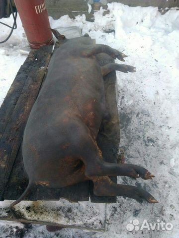 Забой с/х животных