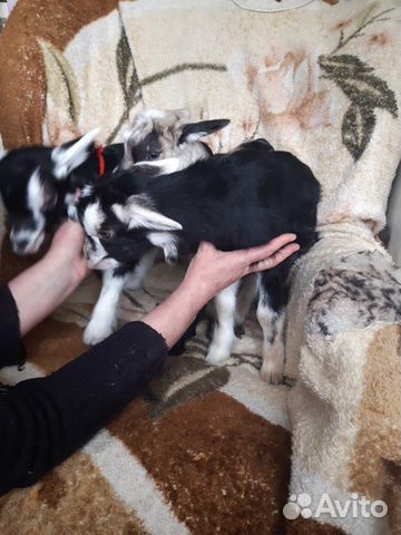 Продаю породистых альпийских козлят купить на Зозу.ру - фотография № 4