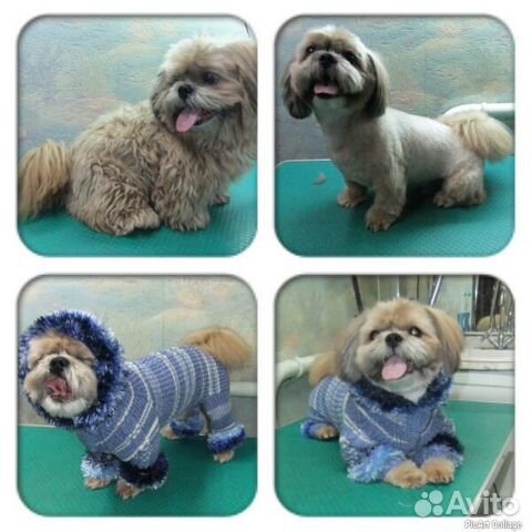 Стрижка собак и кошек