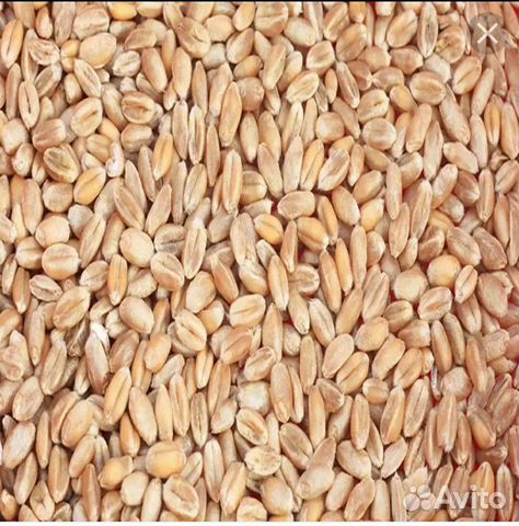 Зерно. пшеница купить на Зозу.ру - фотография № 1