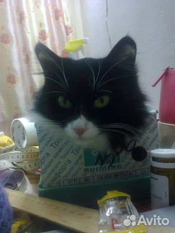 Кошка Маруся купить на Зозу.ру - фотография № 1