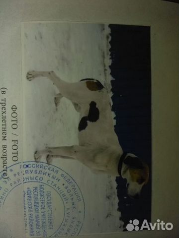 Собака русская пегая гончая купить на Зозу.ру - фотография № 1