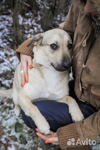 Собака Снежа купить на Зозу.ру - фотография № 2