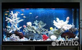 Продам аквариум купить на Зозу.ру - фотография № 4