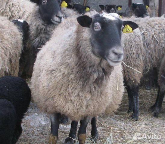 Продам Романовских овец купить на Зозу.ру - фотография № 1