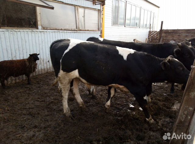 Купить Быков Живым Весом В Орловской Области