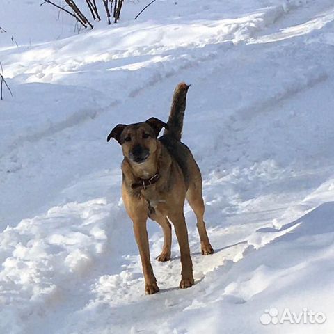 Найдены 2 собаки купить на Зозу.ру - фотография № 5