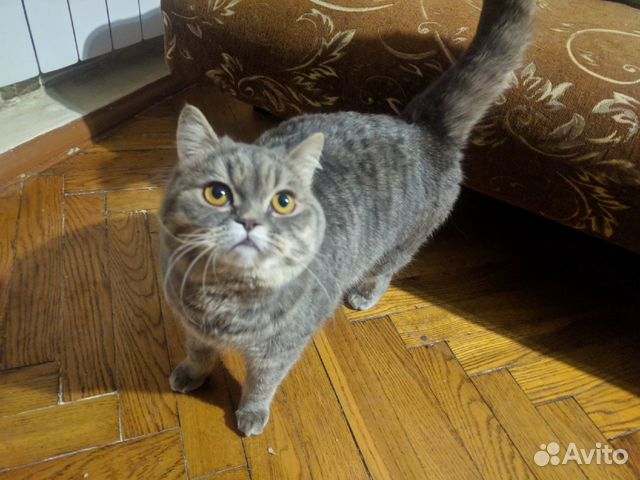 Кошка метис от британской и персидской