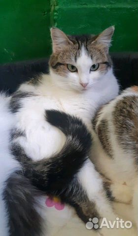 Стерилизованная кошка