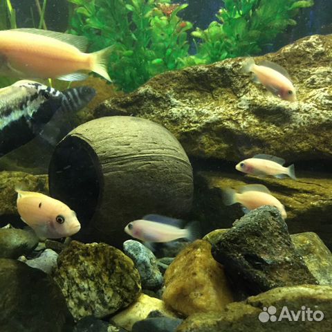 Рыбы аквариумные (мальки) купить на Зозу.ру - фотография № 5