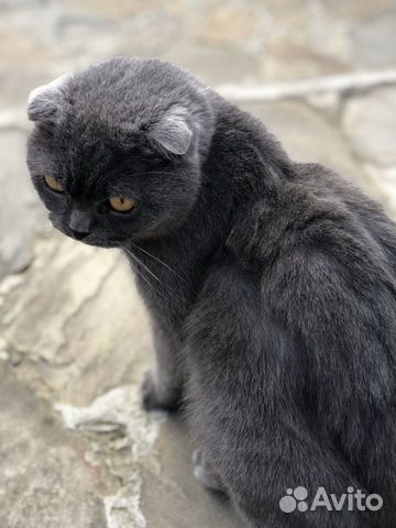 Кошка вислоухая купить на Зозу.ру - фотография № 2