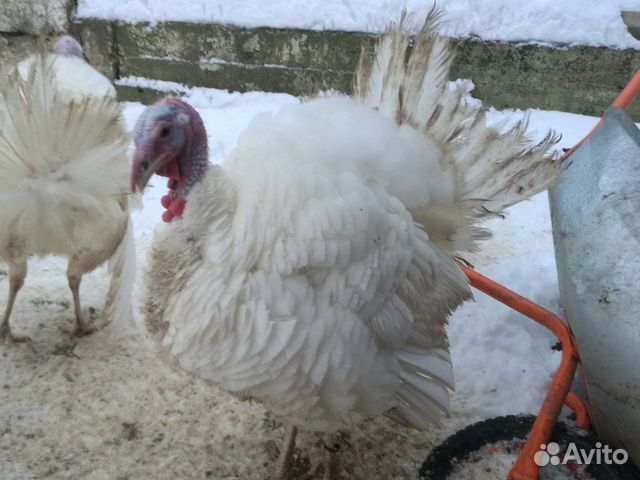 Купить Индюшат Белая Широкогрудая
