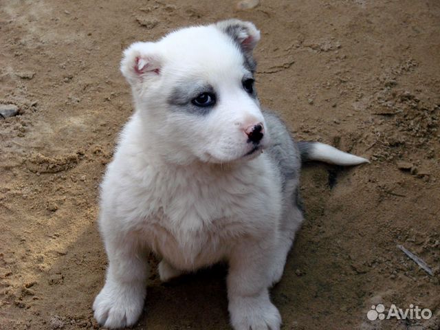 Алиментный щенок на продажу (девочка) купить на Зозу.ру - фотография № 5