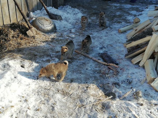 Продам западно сибирских щенят купить на Зозу.ру - фотография № 2