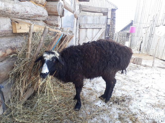 Баран, овца купить на Зозу.ру - фотография № 4
