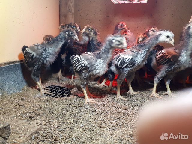 Цыплята породистые купить на Зозу.ру - фотография № 3