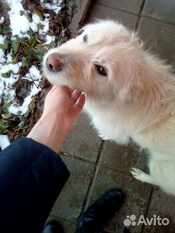 Собака в ответственные добрые руки купить на Зозу.ру - фотография № 3