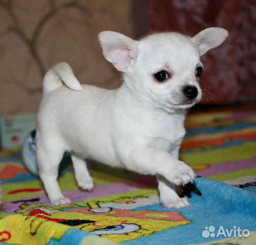 Чихуахуа иркутск. Питомник чихуа нео-классик. Кормление чихуахуа 2 месяца. Продаются чихуахуа. Собаки иркутск чихуахуа.