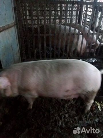 Продаётся супоросная свинья, породы Ландрас купить на Зозу.ру - фотография № 3