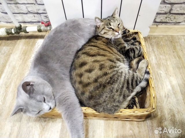 Кот и кошка купить на Зозу.ру - фотография № 1