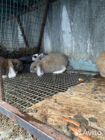Кролики «Французский баран» купить на Зозу.ру - фотография № 1