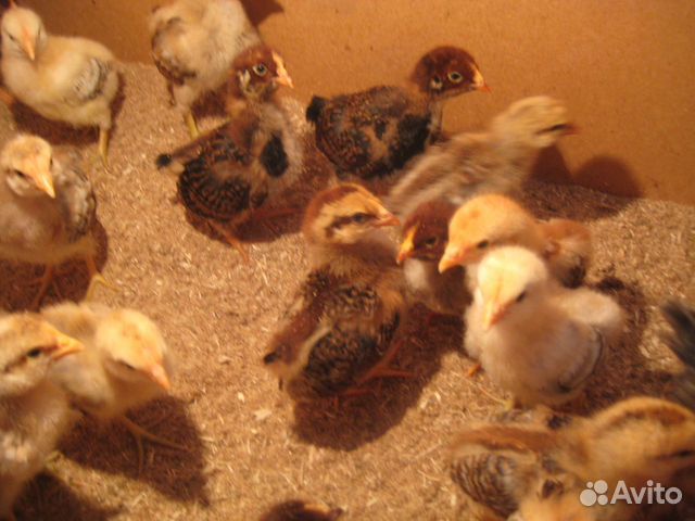 Инкубационное яйцо и цыплята купить на Зозу.ру - фотография № 1