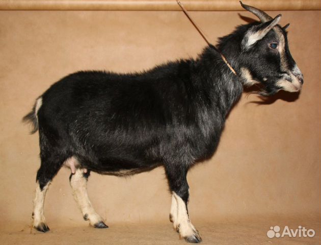 Камерунские козы купить на Зозу.ру - фотография № 1
