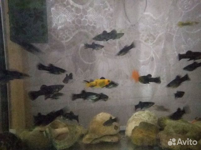 Рыбки купить на Зозу.ру - фотография № 1