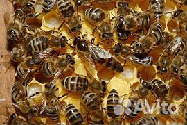 Пчёло семьи на высадку купить на Зозу.ру - фотография № 1
