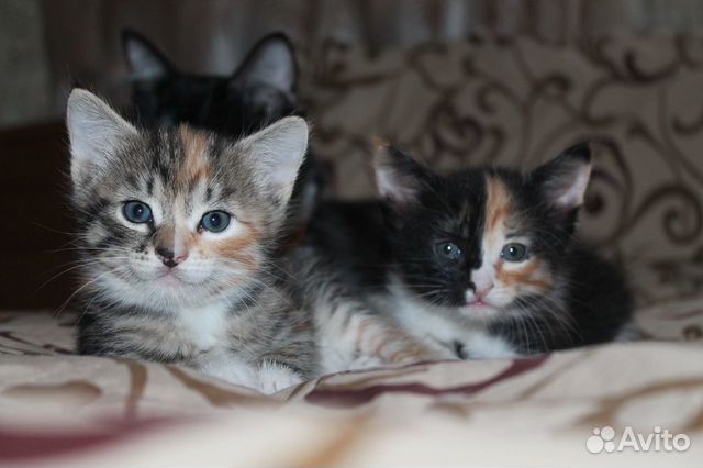 В добрые руки трехцветные котята купить на Зозу.ру - фотография № 2