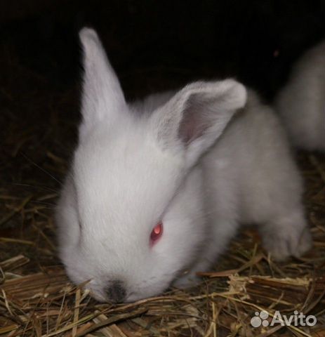 Кролики, крольчиха купить на Зозу.ру - фотография № 5