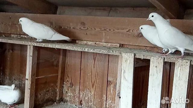 Армянские поющие голуби купить на Зозу.ру - фотография № 4