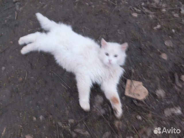Котик в добрые руки купить на Зозу.ру - фотография № 1