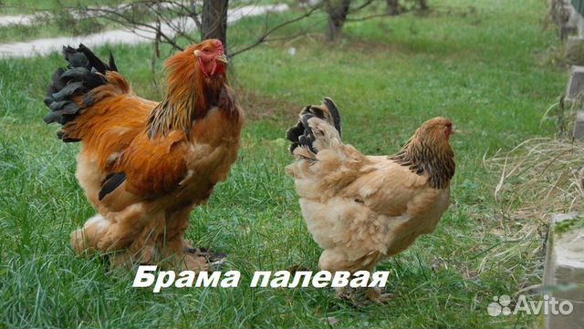 Суточные цыплята бройлеров и породные купить на Зозу.ру - фотография № 3