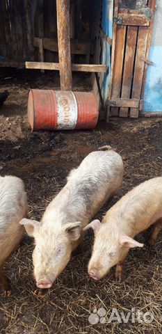 Продаются свиньи торг уместен 6-7 мес купить на Зозу.ру - фотография № 7
