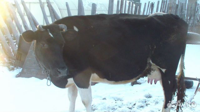 Корова голштинка купить на Зозу.ру - фотография № 1