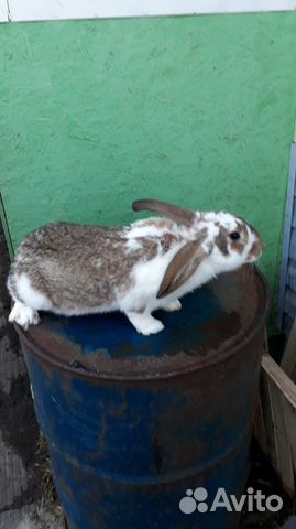 Продаю кроликов-бабочек купить на Зозу.ру - фотография № 2