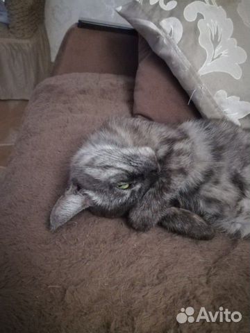 Британочка Кошка купить на Зозу.ру - фотография № 1
