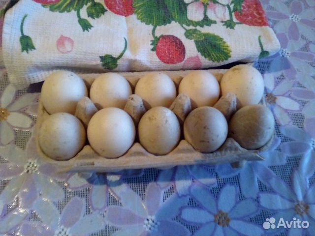 Инкуб яйцо индоутки купить на Зозу.ру - фотография № 3