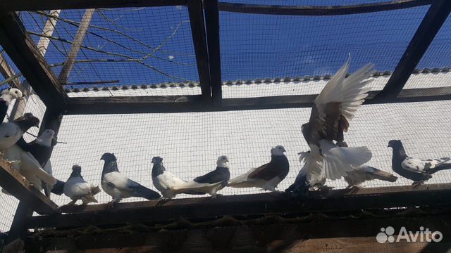 Бойные таджикские голуби купить на Зозу.ру - фотография № 7