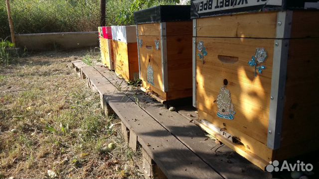 Пчелоульи купить на Зозу.ру - фотография № 2