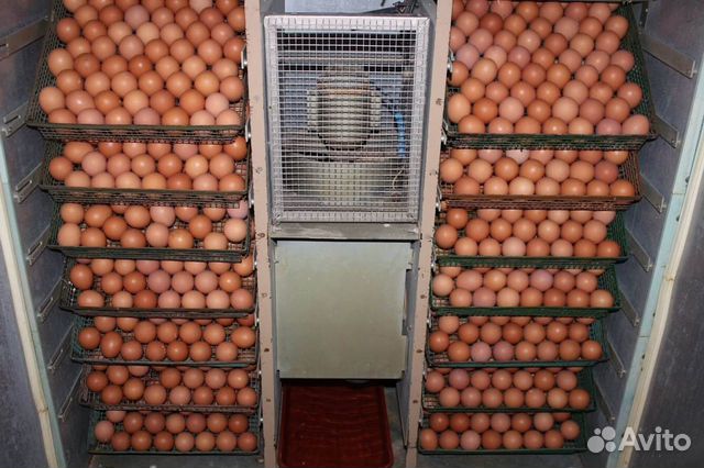 Инкубационное яйцо С/птицы купить на Зозу.ру - фотография № 4