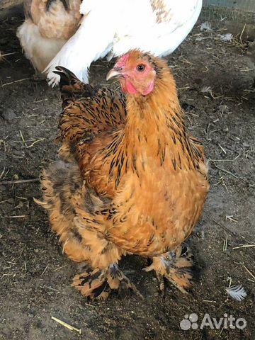 Цыплята, яйцо (инкубационное) купить на Зозу.ру - фотография № 1